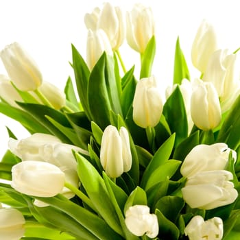 White tulip flowers bouquet on white background