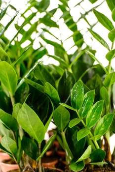 Zamioculcas zamiifolia potted house plant with green leaves