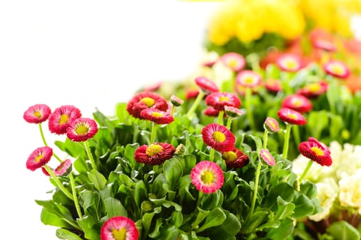Bellis potted plant spring flower on white background