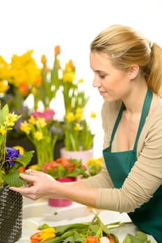 Florist arrange spring flowers colorful potted narcissus, tulips