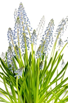 Grape hyacinth blue spring flower potted plant on white background