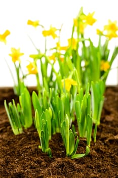 Seedling of narcissus spring flowers growing from ground
