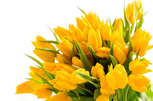 Bunch of yellow tulips spring flowers isolated on white