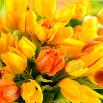 Detail of colorful tulip flowers spring