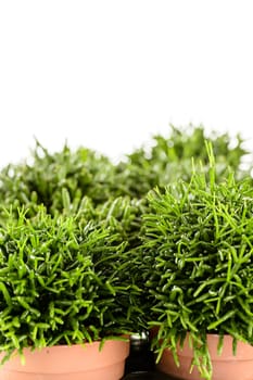 Rhipsalis potted house plant on white background