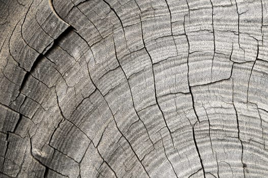 Old Vintage Architecture Wood Pattern Trunk Texture
