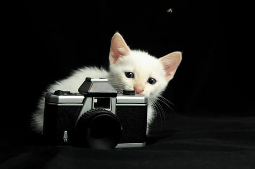 White Young Baby Cat on a Black Background