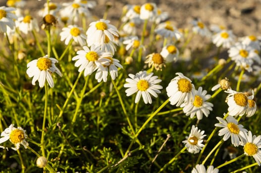 Some Fresh Yellow and White Camomilla Daisy Flowers