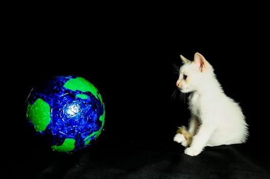 White Young Baby Cat and Globe on a Black Background