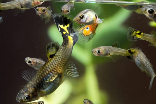 Guppy Multi Colored Fish in a Tropical Acquarium