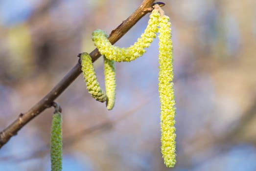 Hazelnut flowering
