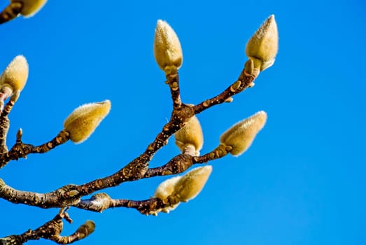 Magnolia buds in winter