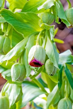 Smelly hellebore Helleborus foetidus