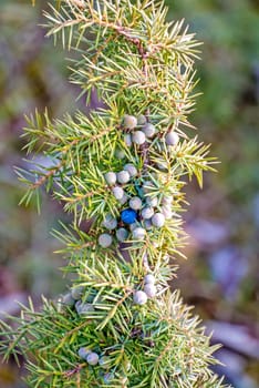 Juniper berries