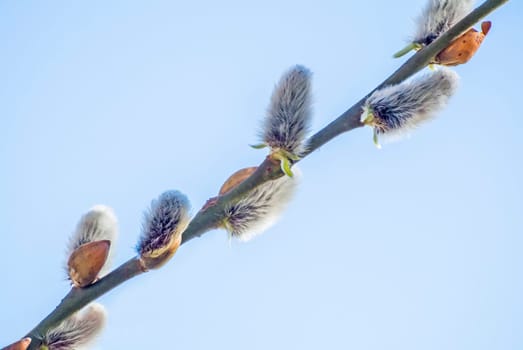 Willow blossom