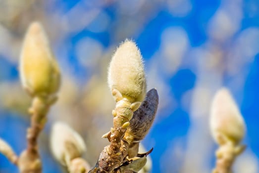 Magnolia buds in winter
