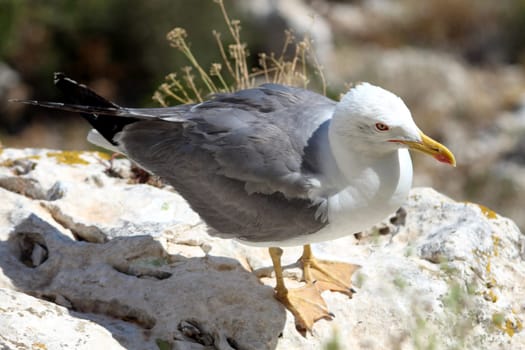 The Yellow-legged Gull (Larus michahellis), in Natural Park of Peñón de Ifach situated in Calp, Spain..
