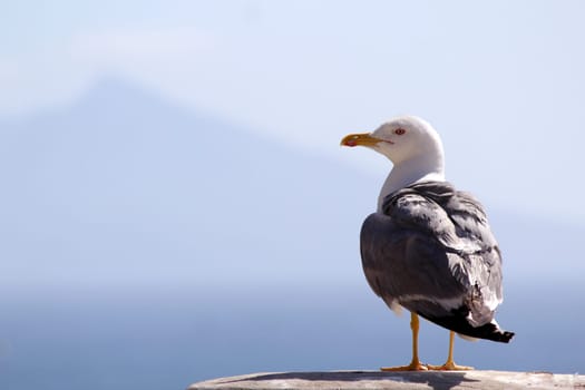 The Yellow-legged Gull (Larus michahellis), in Natural Park of Peñón de Ifach situated in Calp, Spain..