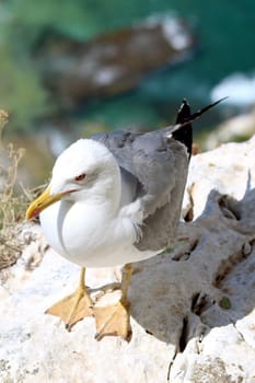 The Yellow-legged Gull (Larus michahellis), in Natural Park of Peñón de Ifach situated in Calp, Spain..