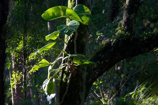 A large wild philodendron bathed in morning light grows high on an oak tree in tropical florida.