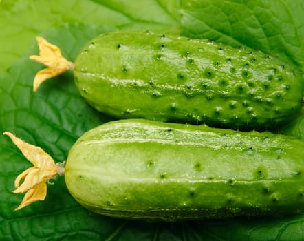 Two fresh cucumber on cucumber leaves background