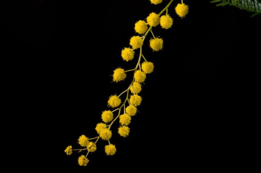 Branch with flowering acacia dealbata on a black background