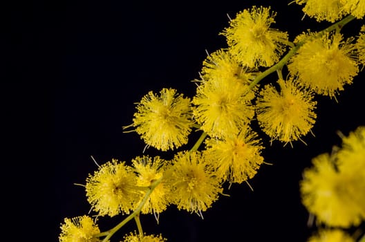 Branch with flowering acacia dealbata on a black background