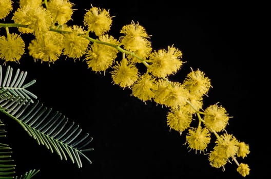 Branch with flowering acacia dealbata on a black background