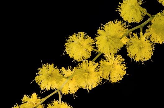 Branch with flowering acacia dealbata on a black background