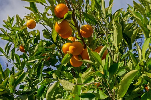 Fruits of orange tree with a blue sky background