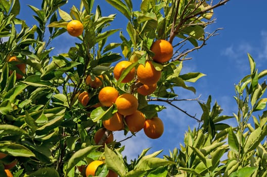 Fruits of orange tree with a blue sky background