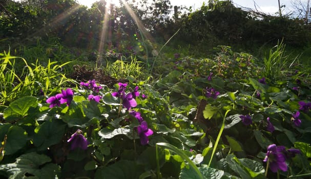 Violet flowers lightened by sunbeams in the tuscany countryside