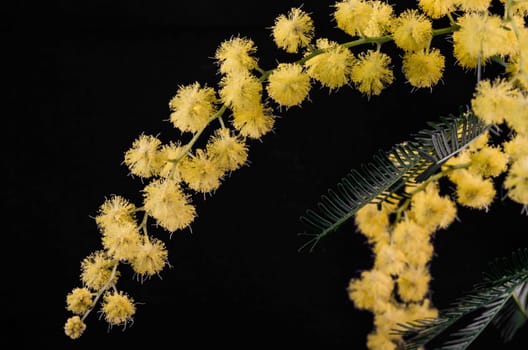 Branch with flowering acacia dealbata on a black background