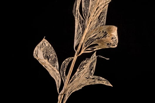 Branch with dry leaves that show their structure