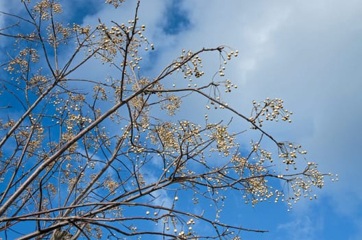 Melia azedarach tree with fruits during winter