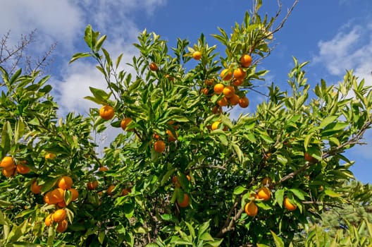 Fruits of orange tree with a blue sky background