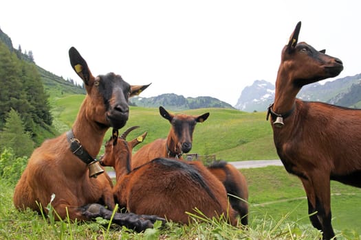Goats in the mountains