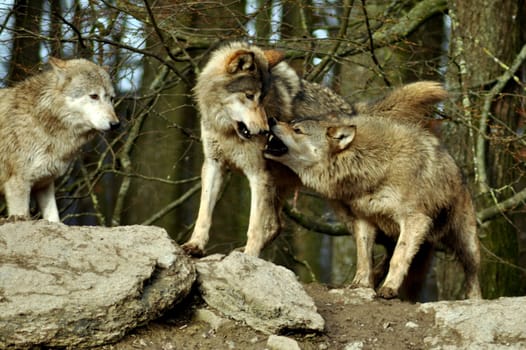 wolves