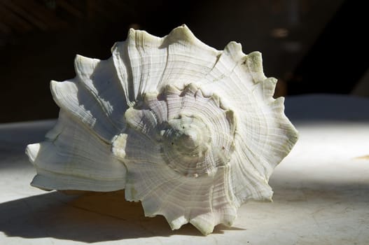 Front view of a large weathered conch shell on old white table outdoors.