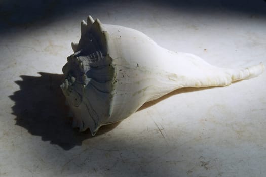 Side view of a large weathered conch shell on old white table outdoors.