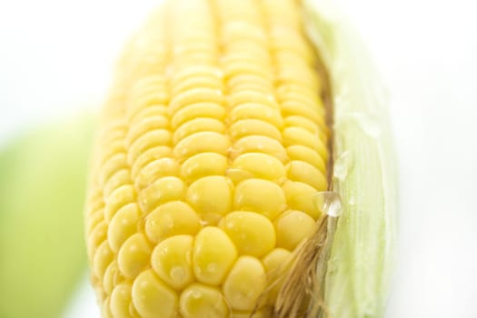 corn cob between green leaves .