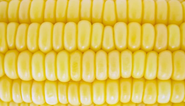 corn cob between green leaves .
