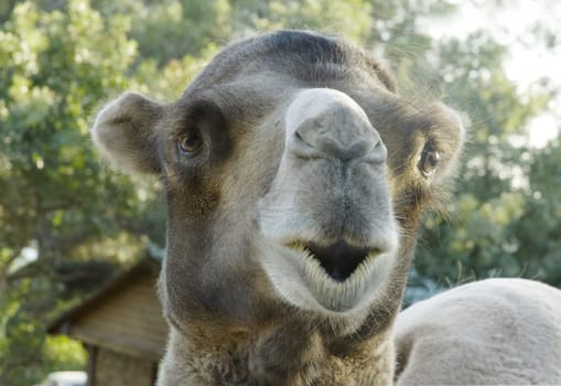 shot of the camel in close up