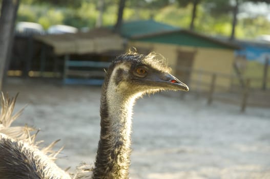Ostrich behind a fence on a zoo background