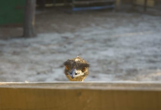 Ostrich behind a fence on a zoo background