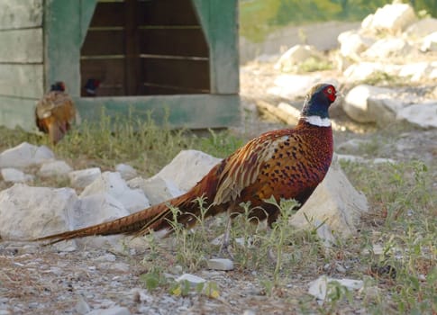 colorful pheasant in the zoo. Nature background