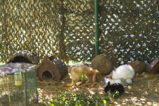 Rabbits in a cage at a bowl with food in a zoo
