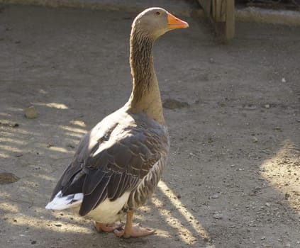 picture of wild goose in  ZOO stands on a sand