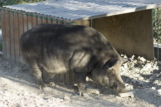 Wild boar in the zoo. Nature background