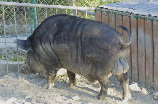 Wild boar in the zoo. Nature background